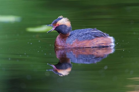 Ohrentaucher (Podiceps auritus) Slavonian Grebe