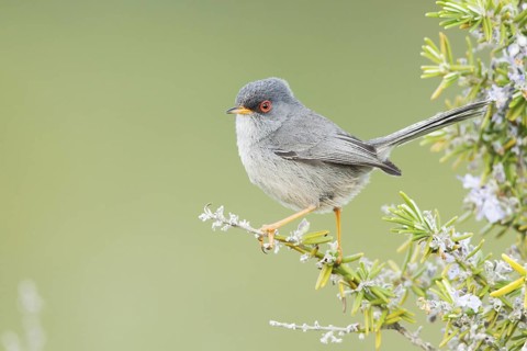 Balearic Warbler (Sylvia balearica) male, Mallorca, Spain