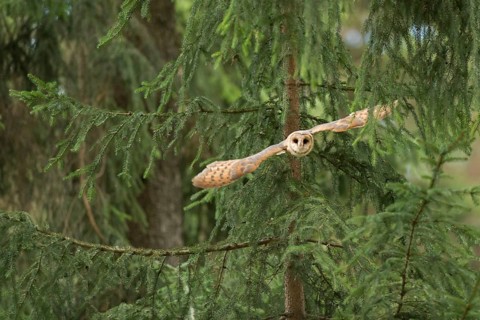 Western Barn Owl (Tyto alba) taking flight, North Rhine-Westphalia, Germany