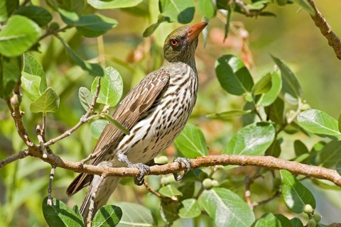 Olive-backed Oriole (Oriolus sagittatus), Western Australia, Australia