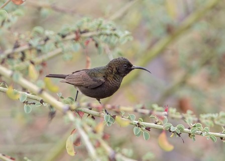 Dusky Sunbird (Cinnyris fuscus) perched on a branch, Namibia