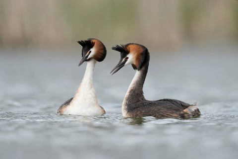Love play... Great Crested Grebe (Podiceps Scalloped ribbonfish), tenderness and grace, courtship