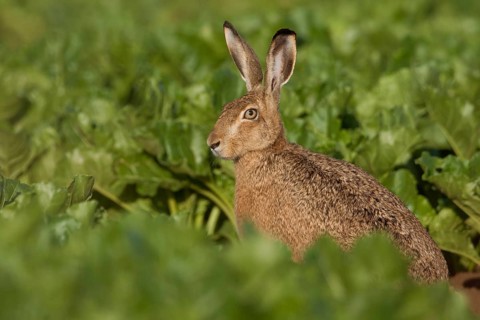 Between turnips... European hare (Lepus europaeus) sitting in a beet field early in the morning in