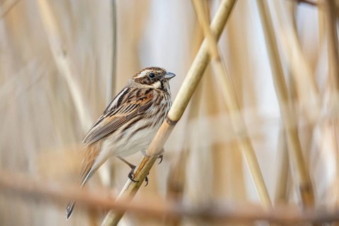 Reed bunting (Emberiza schoeniclus) wbl Germany