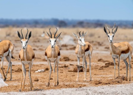 Springbok (Antidorcas marsupialis), four animals standing in a row, Nxai Pan National Park,