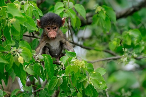 Bear baboon, chacma baboon (Papio ursinus), young, baby, sitting on tree, fragile, Kruger, Kruger