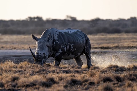 Southern white rhinoceros (Ceratotherium simum simum) peeing, Khama Rhino Sanctuary, Serowe,