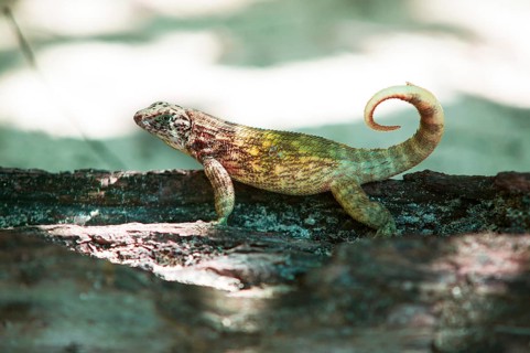 Cuban curly-tailed lizard (Leiocephalus cubensis), Cuba, Central America, Caribbean