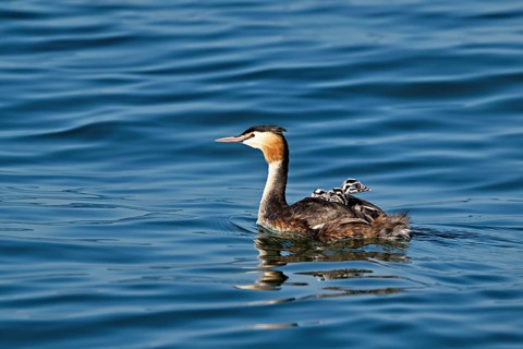 Great Crested Grebe (Podiceps Scalloped ribbonfish), with three chicks in plumage swimming in the