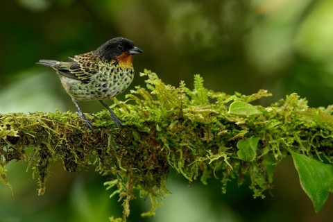 Rufous-throated Tanager (Tangara rufigula) perched on a branch in the Andes mountains of Colombia
