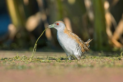 Baillon's Crake (Porzana pusilla palustris) foraging, Victoria, Australia