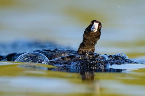 American Coot (Fulica americana), British Columbia, Canada