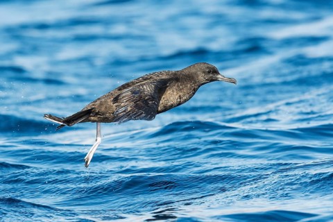 Sooty Shearwater (Ardenna grisea) flying, Eilat, Israel