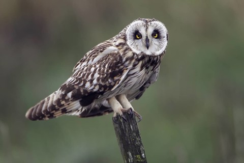 Sumpfohreule; lat. Asio flammeus; auf Holzpfahl; bei starkem Wind nach einem Regenschauer;