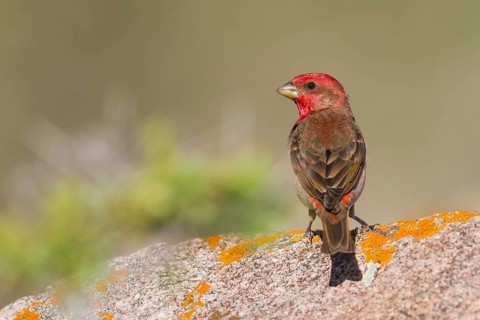 Common Rosefinch - Karmingimpel - Carpodacus erythrinus ssp. ferghanensis, Kazakhstan, adult male