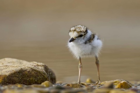 Little Ringed Plover (Charadrius dubius) chick, North Rhine-Westphalia, Germany