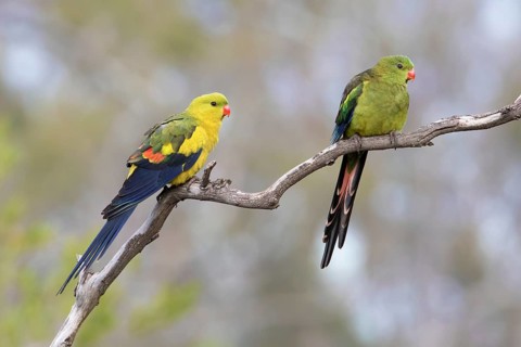 Regent Parrot (Polytelis anthopeplus) pair perched on a branch, Victoria, Australia