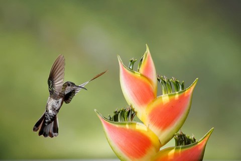 White-necked Jacobin (Florisuga mellivora) female flying and feeding on flower nectar, Costa Rica