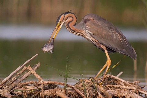 Purple Heron (Ardea purpurea) with fish prey in beak, Subotica, Serbia