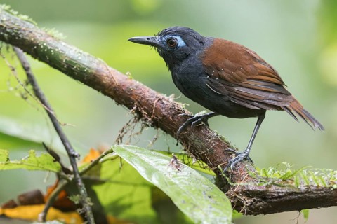Chestnut-backed Antbird (Poliocrania exsul) perched on a branch in Panama