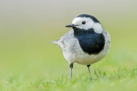 Bachstelze, Motacilla alba White Wagtail, Motacilla alba