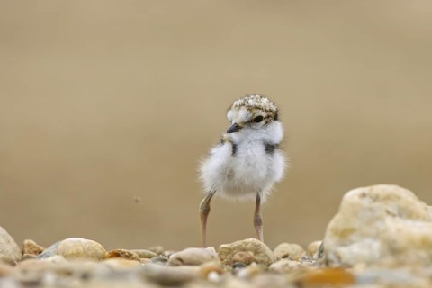 Little Ringed Plover (Charadrius dubius) chick, North Rhine-Westphalia, Germany