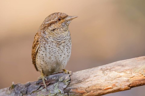 Wendehals, Jynx torquilla Eurasian Wryneck, Northern Wryneck, Jynx torquilla