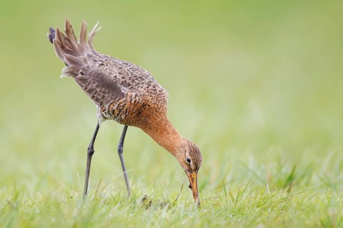Uferschnepfe, Limosa limosa Black-tailed Godwit, Limosa limosa