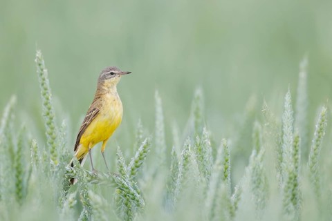 Schafstelze, Motacilla flava Blue-headed Wagtail, Motacilla flava