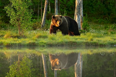Big brown bear walking around lake in the morning sun. Beautiful light in the forest with dangerous