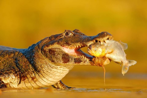 Crocodile catch fish in river water, evening light. Yacare Caiman, crocodile with fish in with open