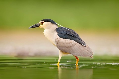 Night heron, Nycticorax nycticorax, grey water bird sitting in the water, Hungary. Wildlife scene