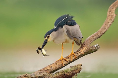 Night heron, grey water bird with fish in the bill, animal in the water, action scene from Hungary,