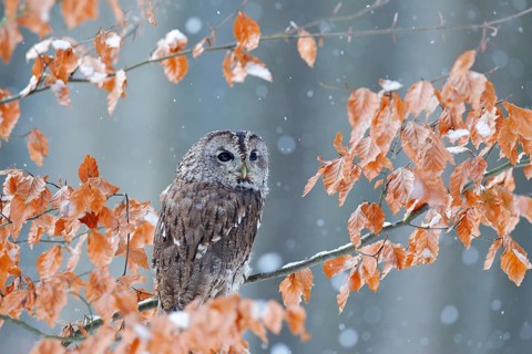 Tawny owl hidden in the fall wood, sitting on tree trunk in the dark forest habitat. Beautiful