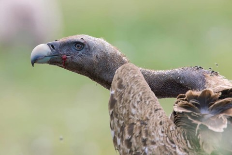 Rüppell's Vulture (Gyps rueppelli), Serengeti, Tanzania