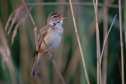 Great Reed Warbler (Acrocephalus arundinaceus) male singing, Saxony, Germany