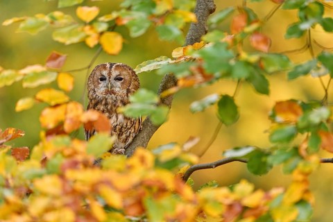 Owl, autumn wildlife. Orange yellow leaves with bird. Tawny owl hidden in the fall wood, sitting on