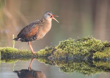 Virginia Rail (Rallus limicola) calling, British Columbia, Canada