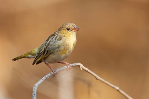 Southern Masked Weaver (Ploceus velatus) female, Namibia