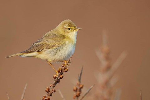 Willow Warbler (Phylloscopus trochilus) perched on a branch, North Holland, Netherlands