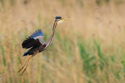 Purple Heron (Ardea purpurea) flying, Baden-Wuerttemberg, Germany