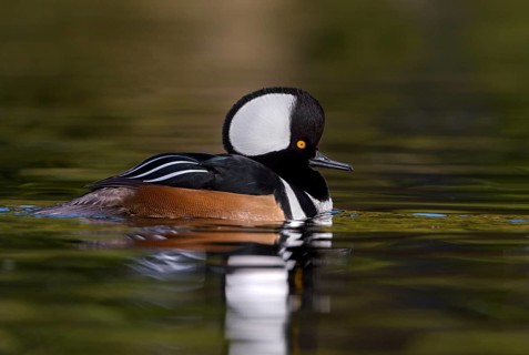 Hooded Merganser (Lophodytes cucullatus) male, British Columbia, Canada