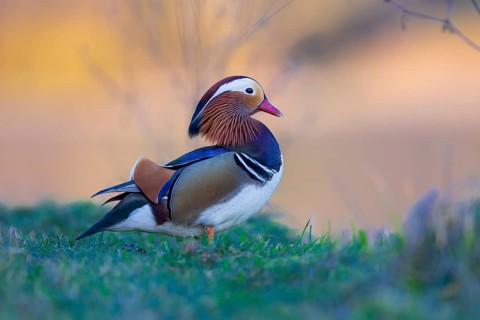 Mandarin Duck (Aix galericulata) male, Saxony-Anhalt, Germany