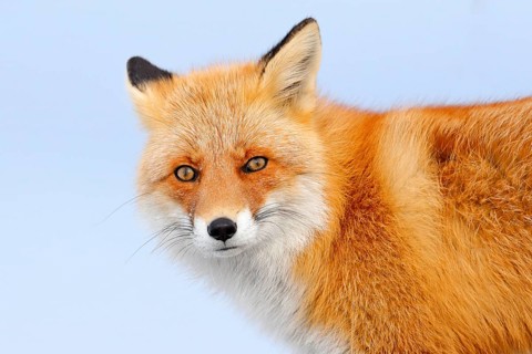 Red fox in white snow. Cold winter with orange fur fox. Hunting animal in the snowy meadow, Japan.