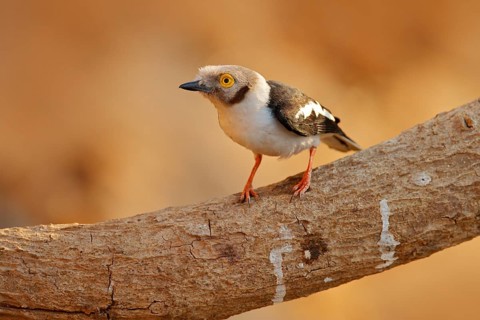 White-crested helmetshrike, Prionops plumatus, bird siting on the tree branch, Mana Pools NP,