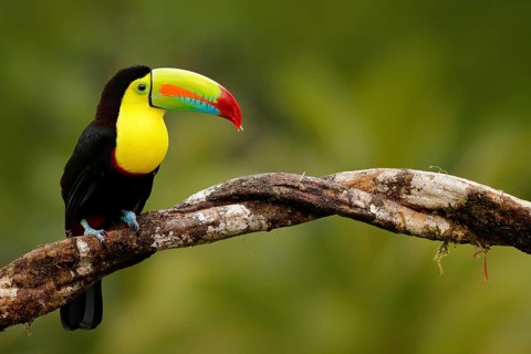 Keel-billed Toucan, Ramphastos sulfuratus, bird with big bill. Toucan sitting on the branch in the