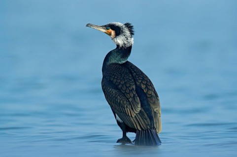 Great Cormorant, Phalacrocorax carbo, sitting in the blue water. Spring on the lake with beutiful