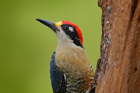 Woodpecker from Costa Rica, Black-cheeked Woodpecker, Melanerpes pucherani, sitting on the tree