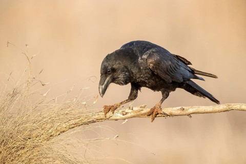Northern Raven (Corvus corax) perched on a branch, Castile-La Mancha, Spain