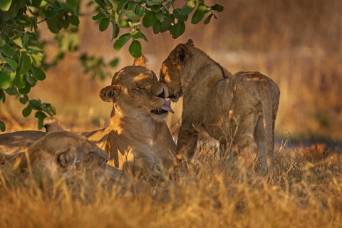 Africa wildlife, Cute lion cub with mother, African danger animal, Panthera leo, Khwai river,